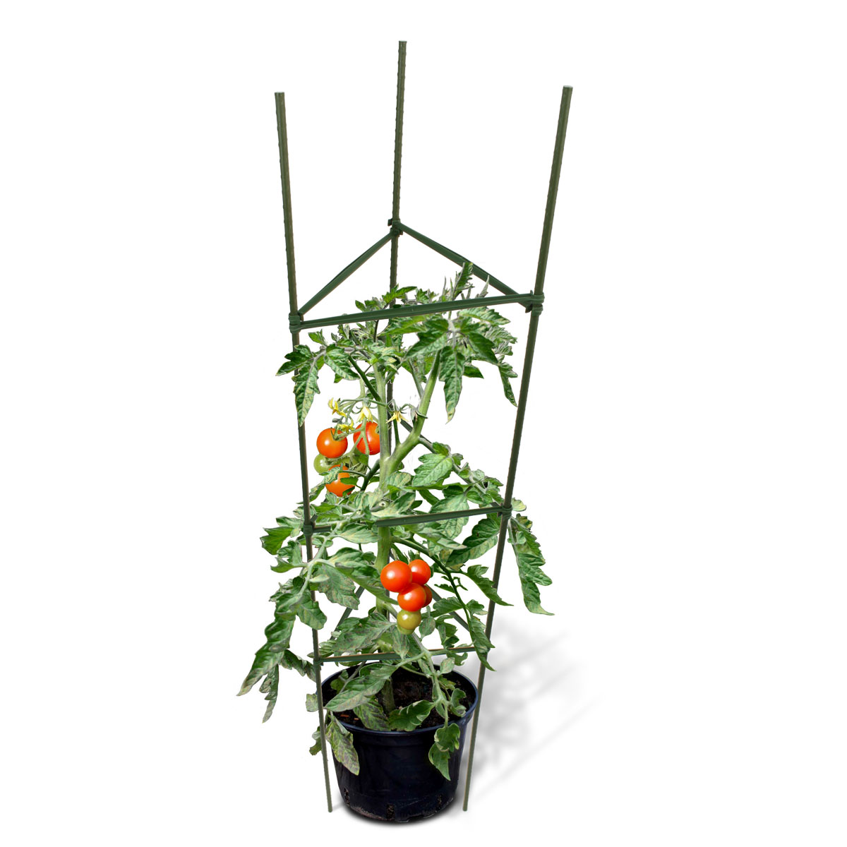 Cages & Frames: Tomato Cages